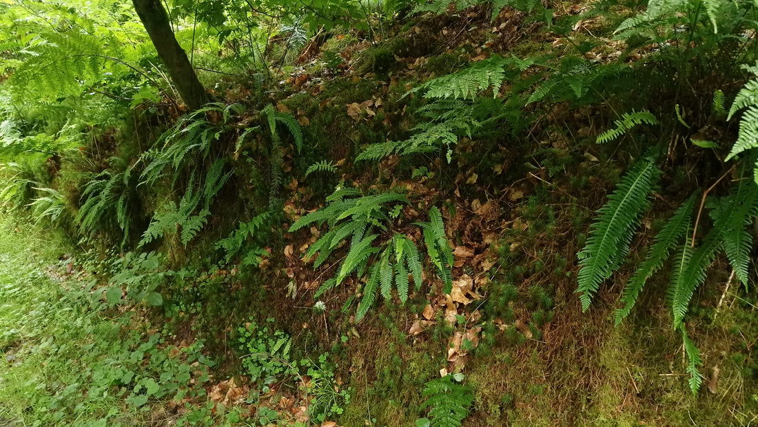 Lush green ferns growing in a serene forest, symbolizing natural beauty and botanical skincare inspiration.
